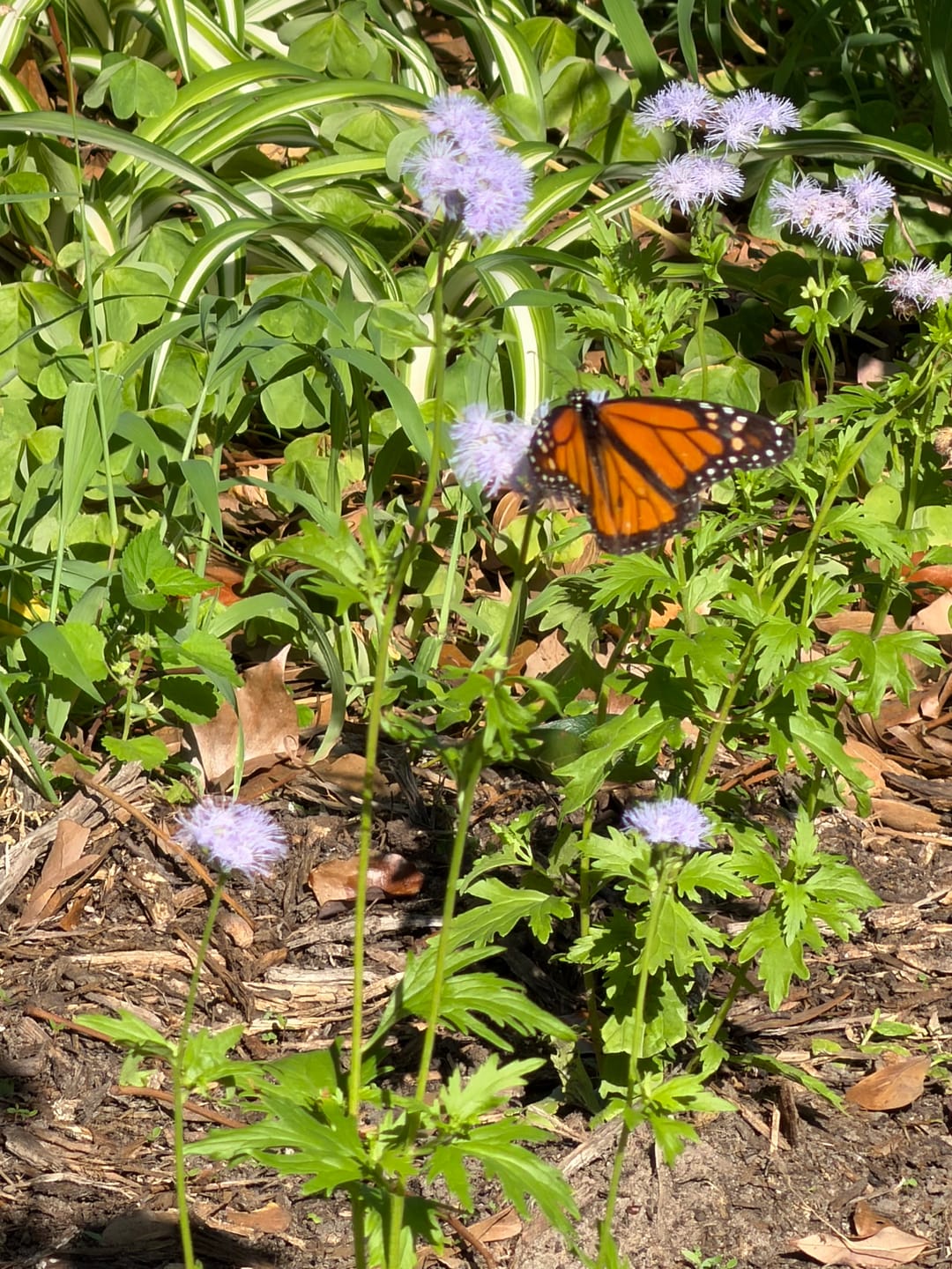Customer photo review of Gregg's Mistflower