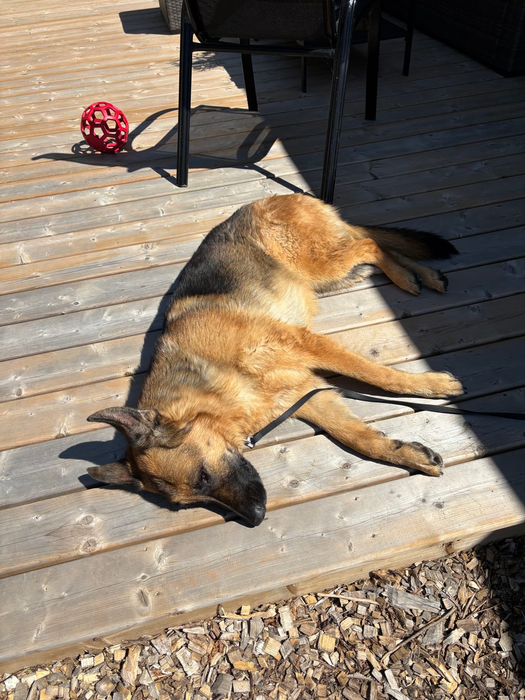 Customer photo review of 12 Inch Thick Bully Stick