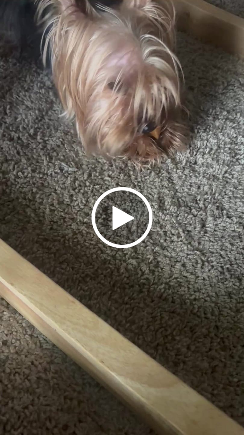 Customer video review of Dog Chew Holder | Safe Hands-Free Chewing for All Breeds