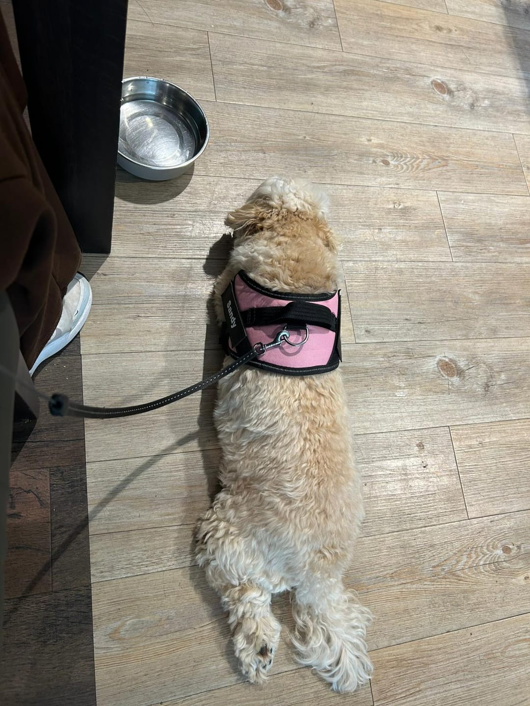 Customer photo review of PawGuard - Gepersonaliseerd Hondentuigje