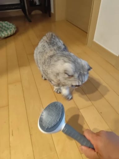 Customer photo review of Self Cleaning Pet Grooming Brush for Dogs and Cats