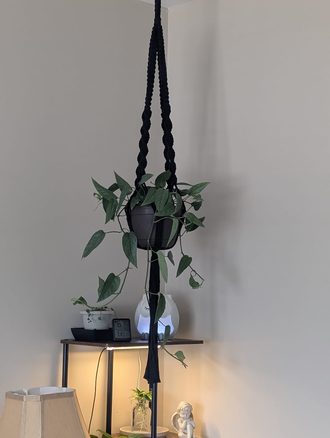 Customer photo review of Pothos Epipremnum pinnatum 'Cebu Blue'