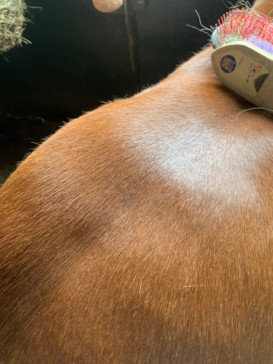 Customer photo review of Horse Skin Rescue Bundle