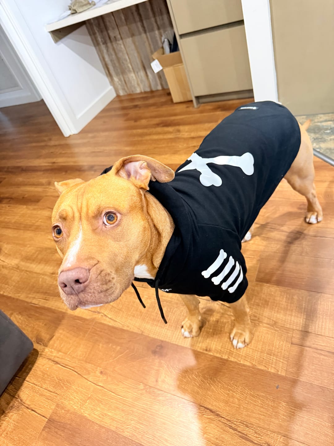 Customer photo review of "WOOF" Dog Hoodie - Black & Reflective