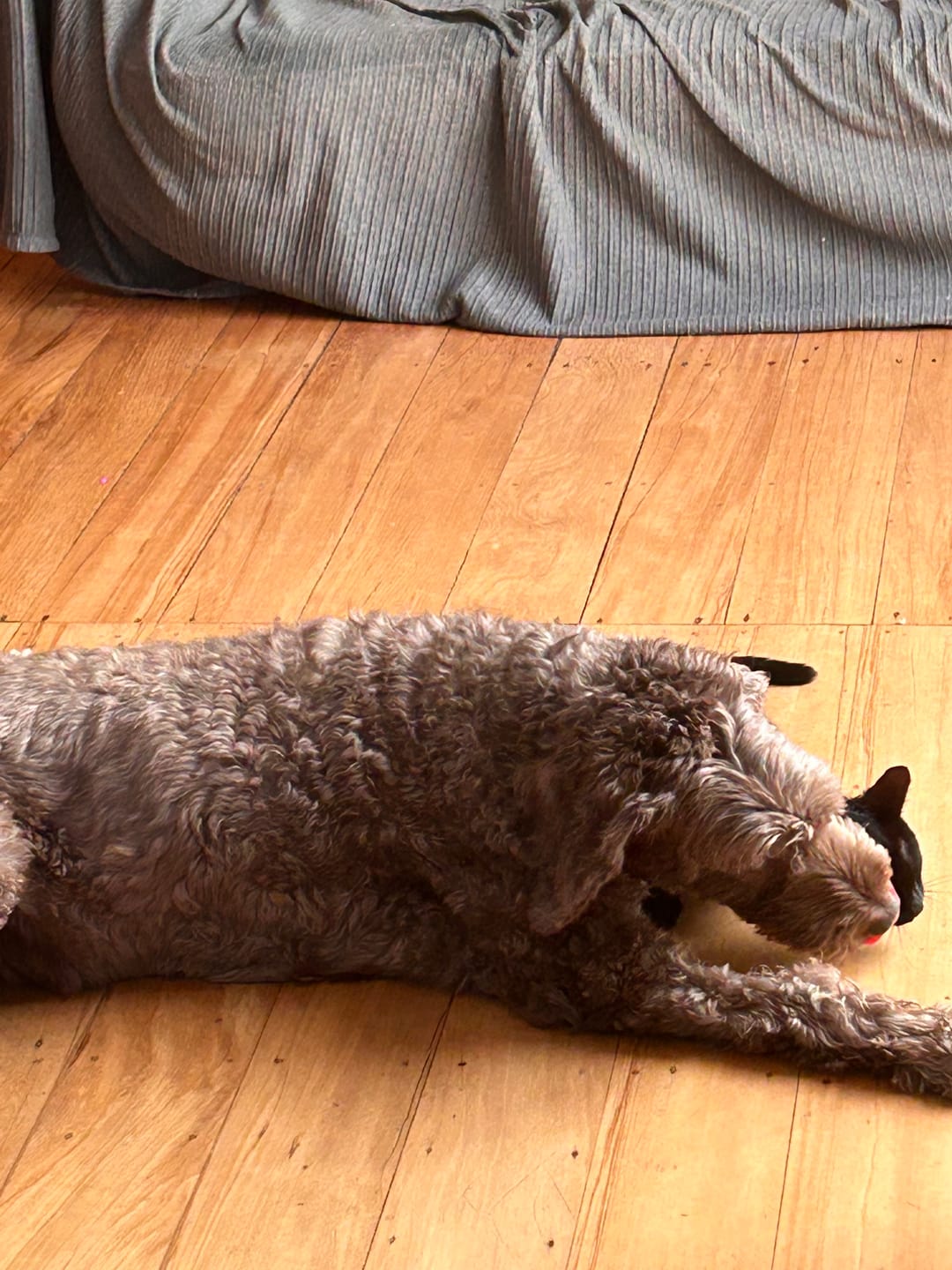 Customer photo review of NexGard SPECTRA for Extra Large Dogs >30kg