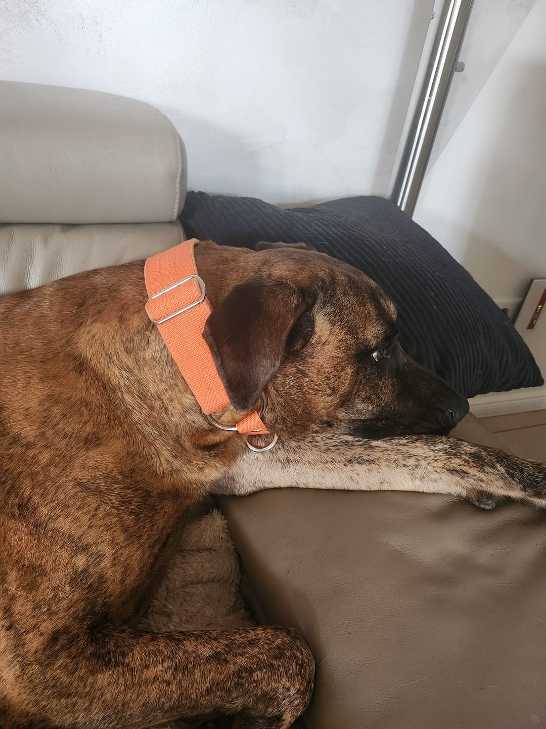 Customer photo review of Martingale Orange - Brett fodrat halsband halvstryp