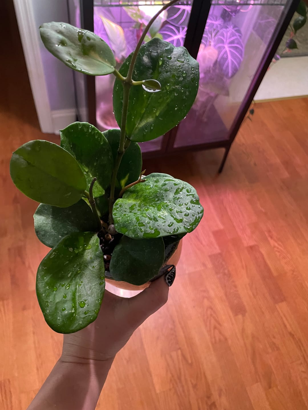 Customer photo review of Hoya obovata 'Variegata'