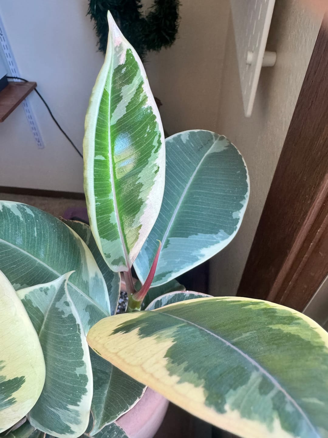 Customer photo review of Plant Food