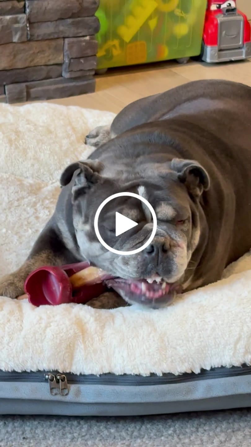 Customer video review of 12 Inch Jumbo Bully Stick