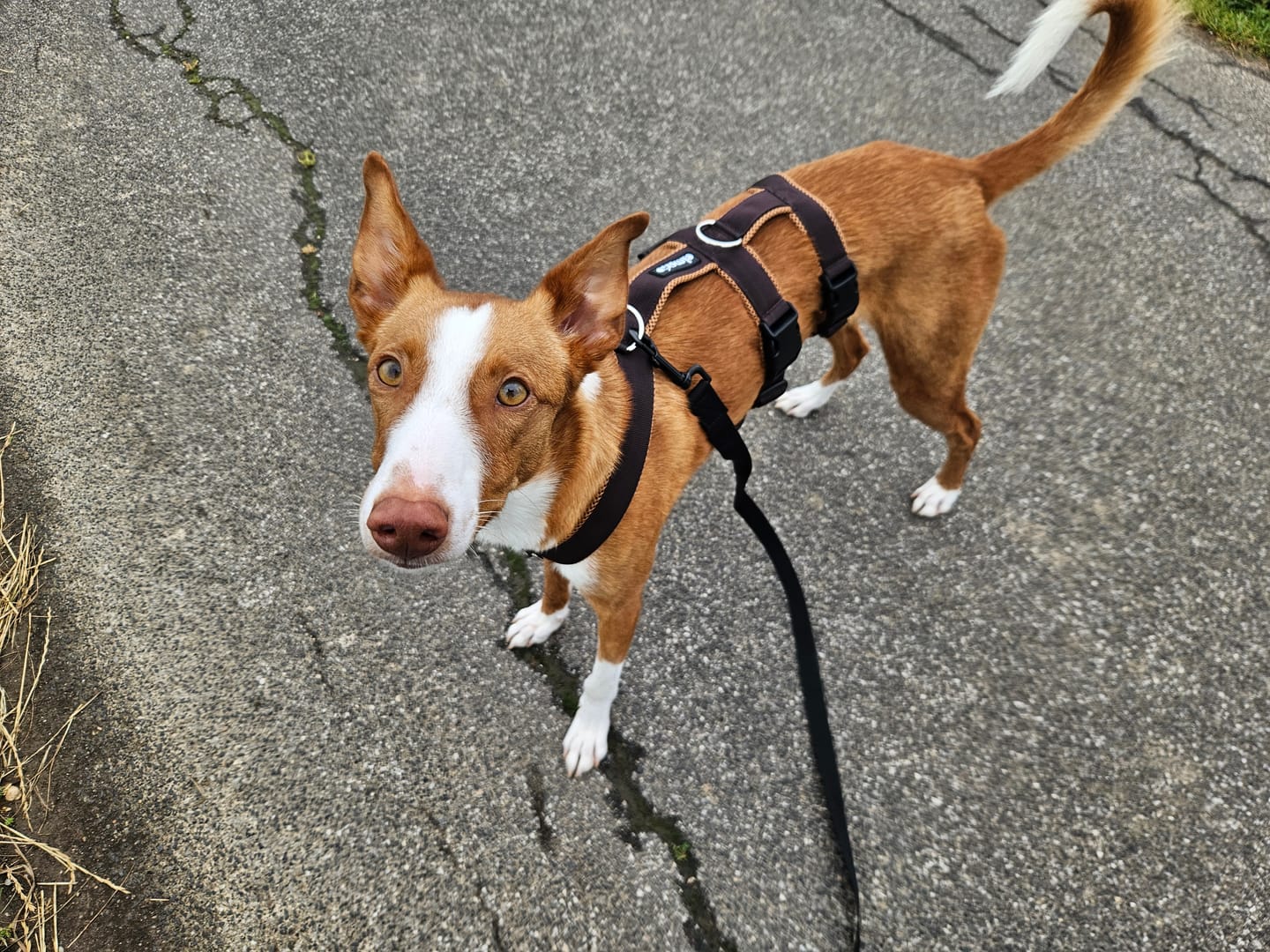 Customer photo review of Sicherheitsgeschirr FUN "Toffee"