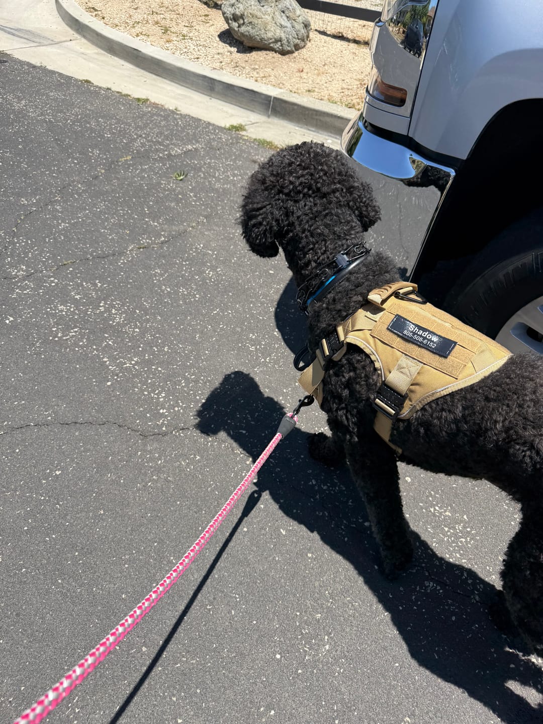 Customer photo review of Custom Hook & Loop Patch For Harness (Printed - 1 Pair)