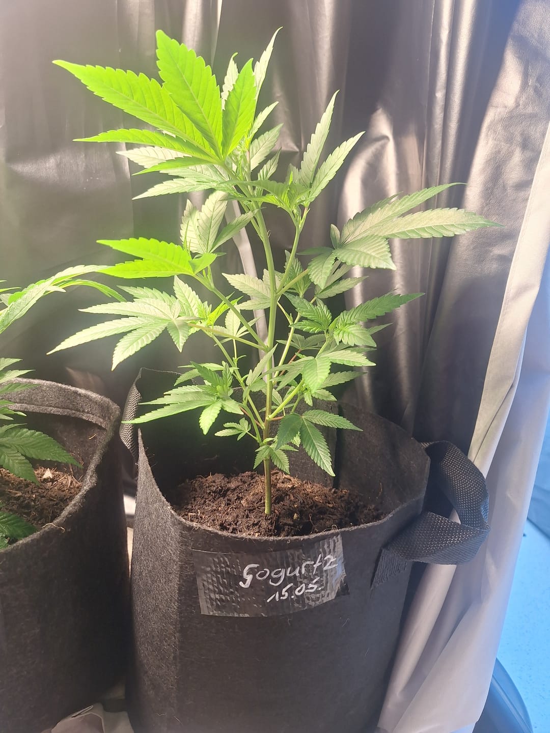 Customer photo review of Gogurtz (Runtz Kreuzung) Steckling