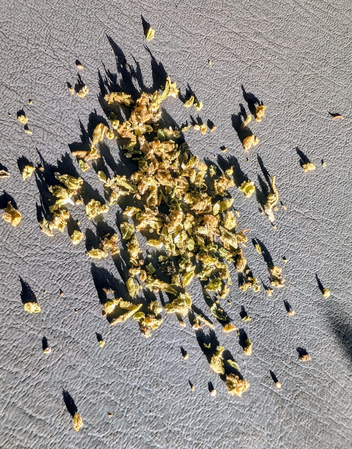 Customer photo review of Gelato 41 - 28 Grams - Hybrid