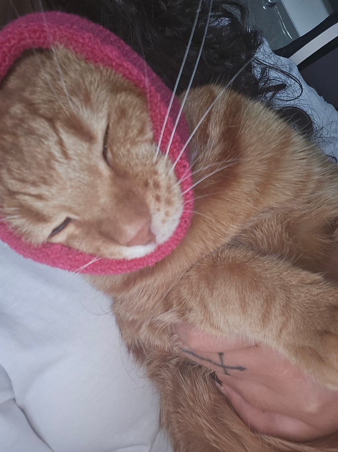 Customer photo review of Happy Hoodie paraorecchie antirumore per gatti e cani