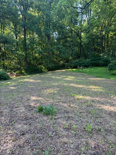 Customer's No Till No Problem food plot showing small green sprouts in a clearing in the woods.