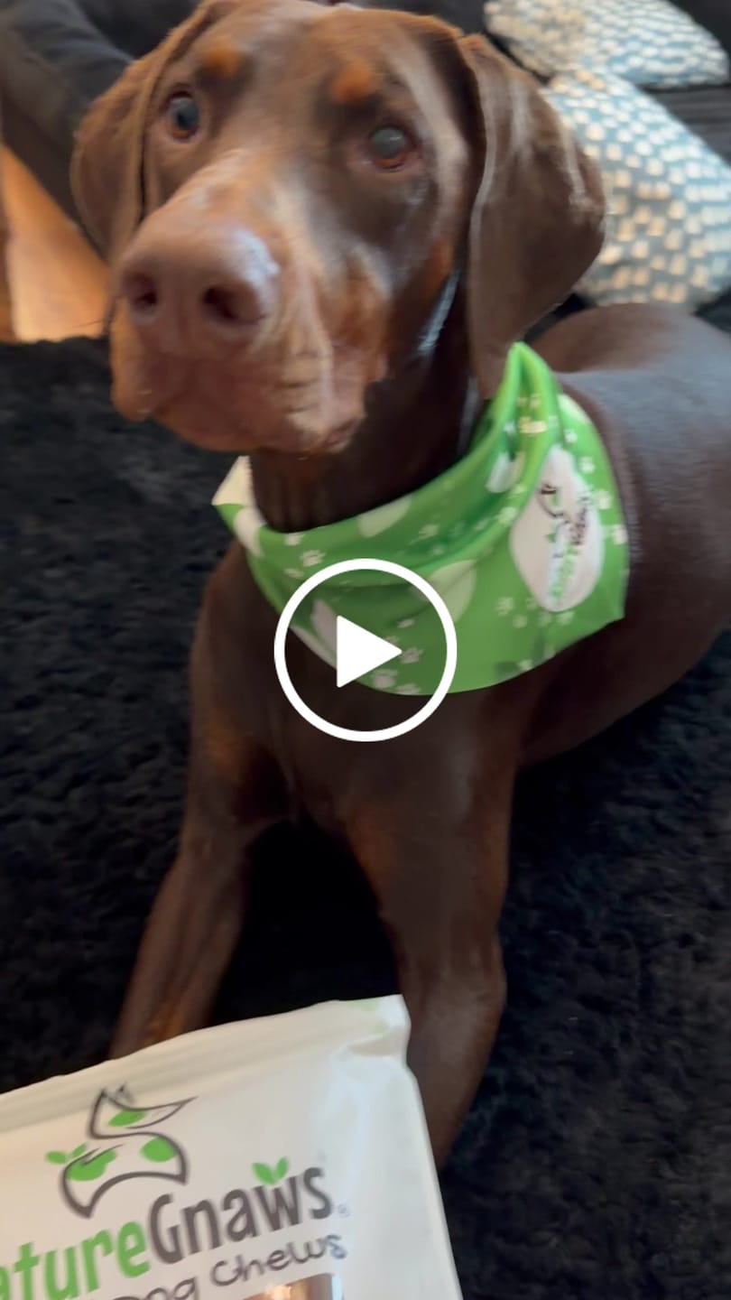 Customer video review of USA Turkey Tendons Delicious Grain-Free Reward Snack