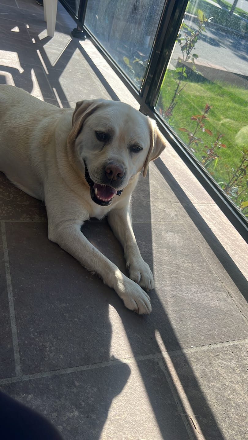 Customer photo review of 5-6 Inch Champion Chew