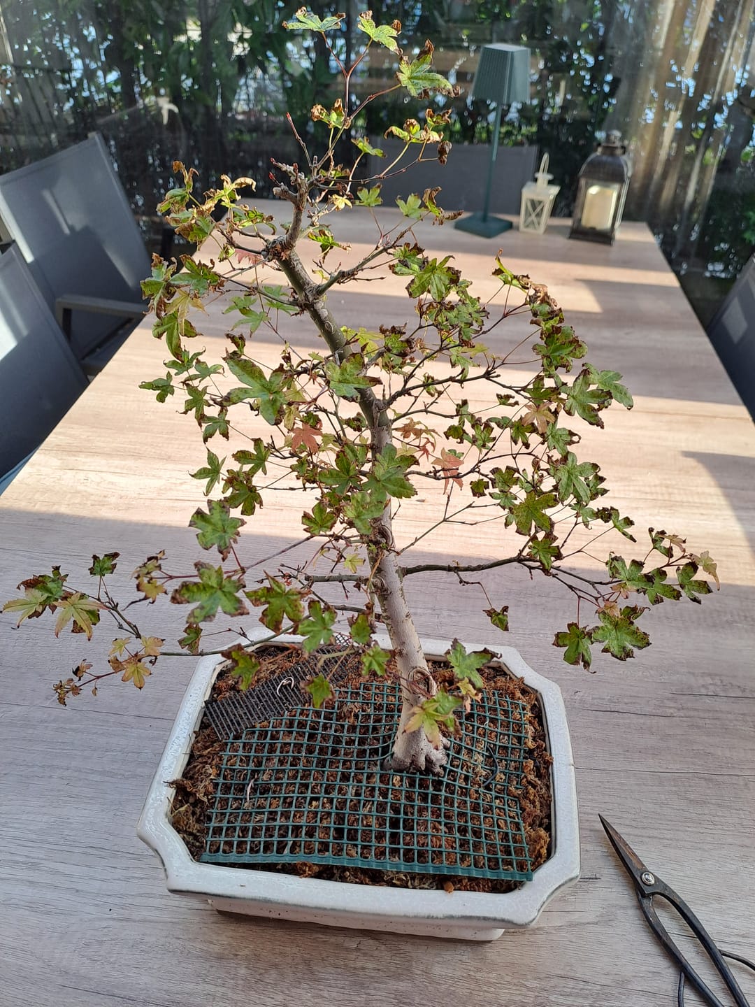 Customer photo review of KRIPTON PROBIOTICO PROFESSIONALE BONSAI CB®