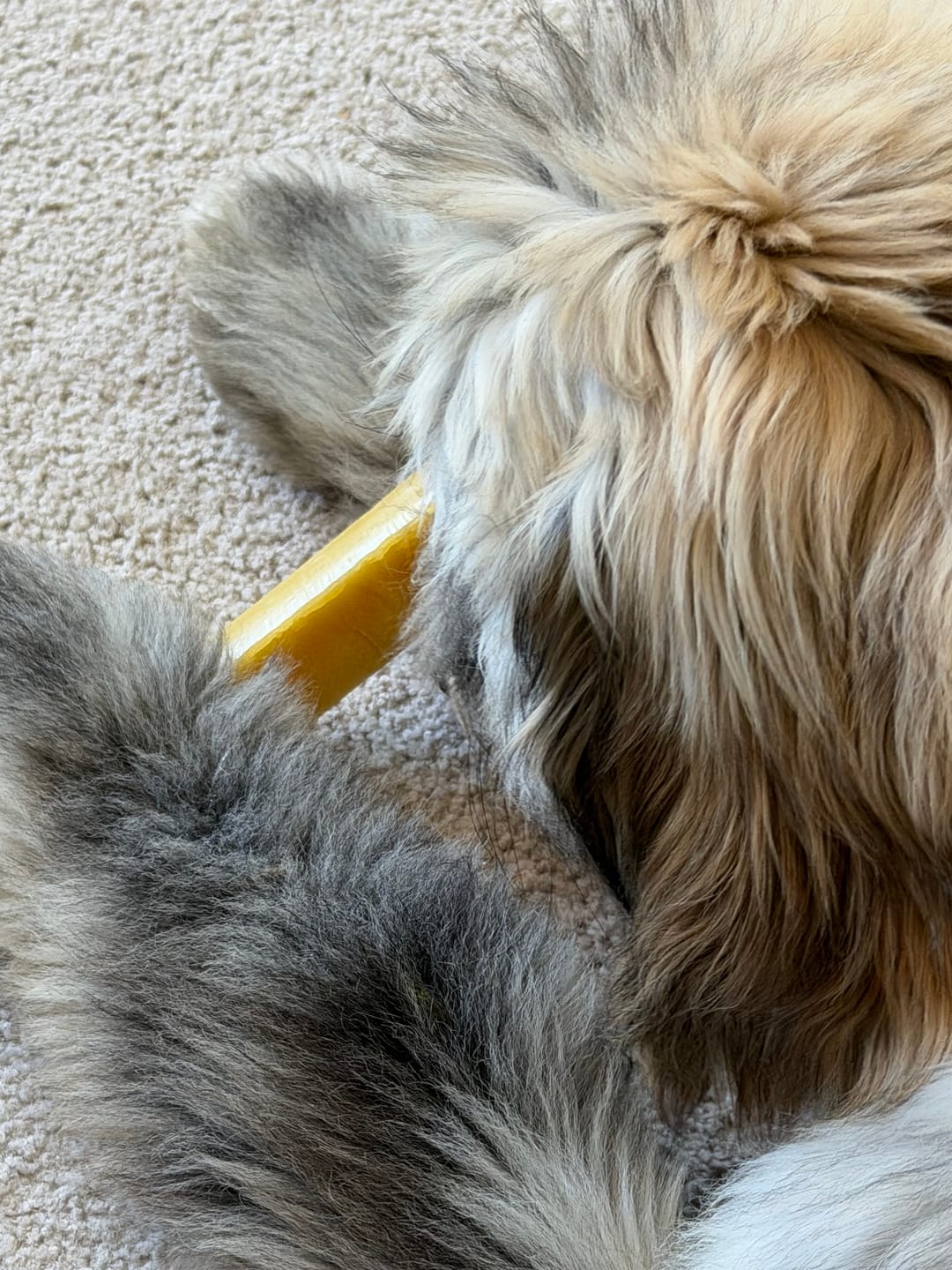 Customer photo review of Long-Lasting Yak Chews — 6 Flavor Pack