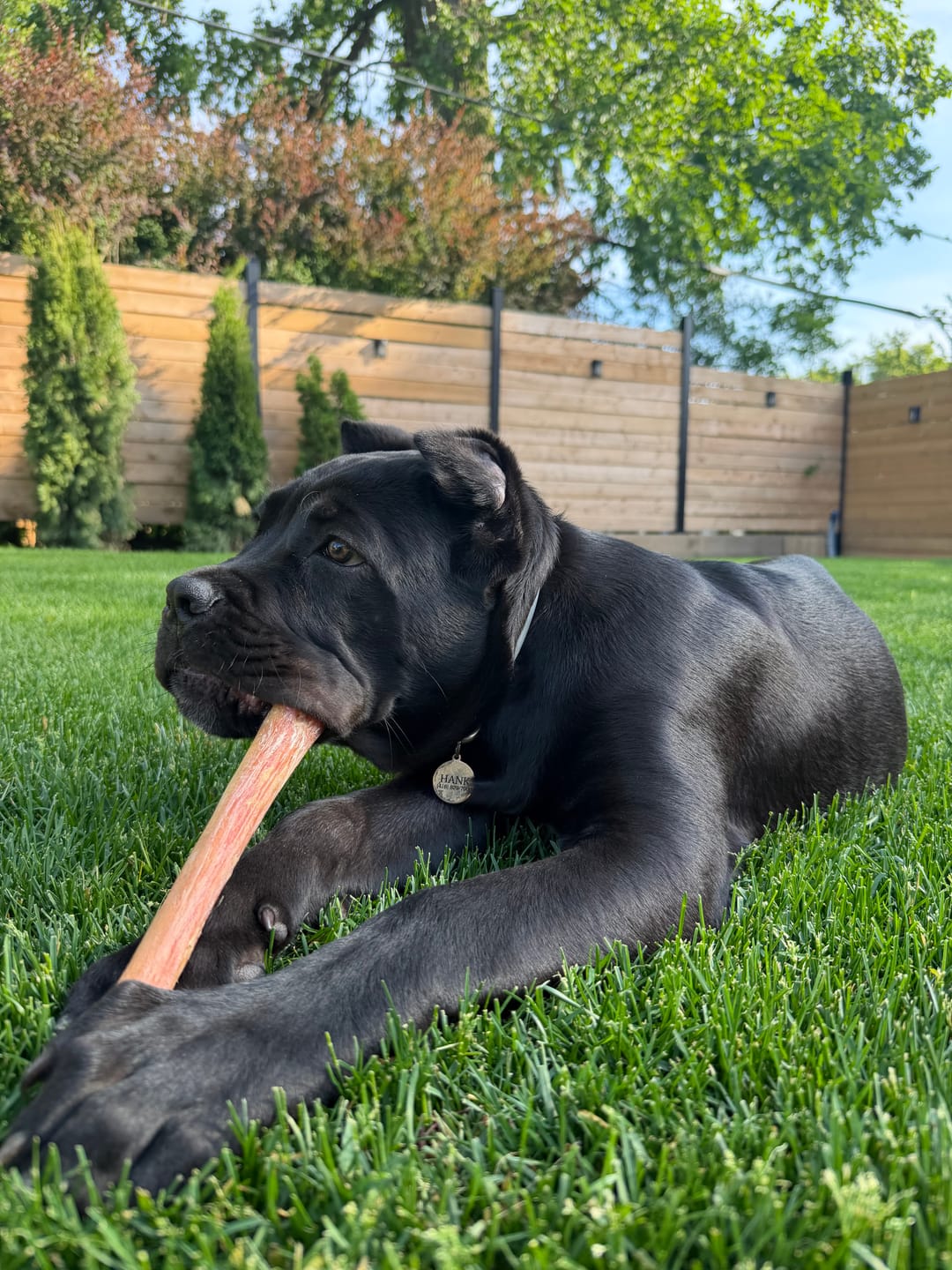 Customer photo review of 12 Inch Monster Bully Stick