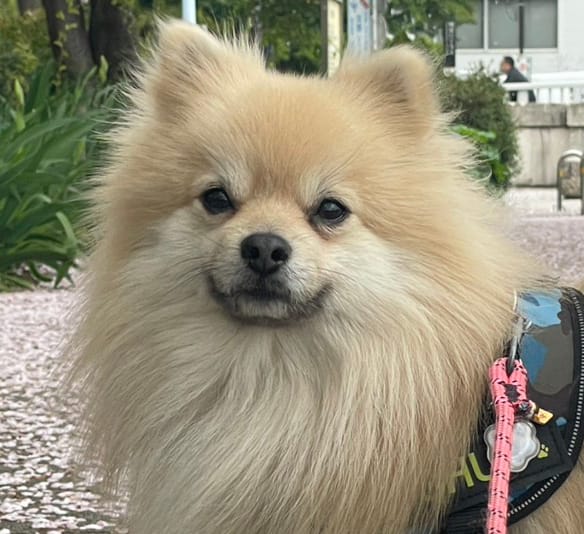 Customer photo review of FunFunPet 高機能ハーネス（お名前タグ作成サービス付き）