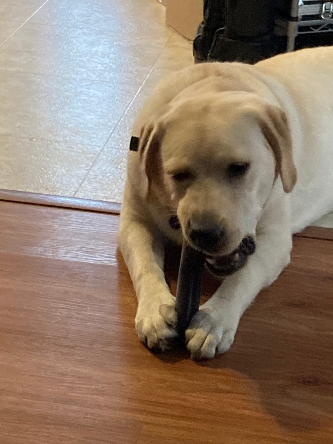 Customer photo review of Long-Lasting Yak Chews — 4 Flavor Pack