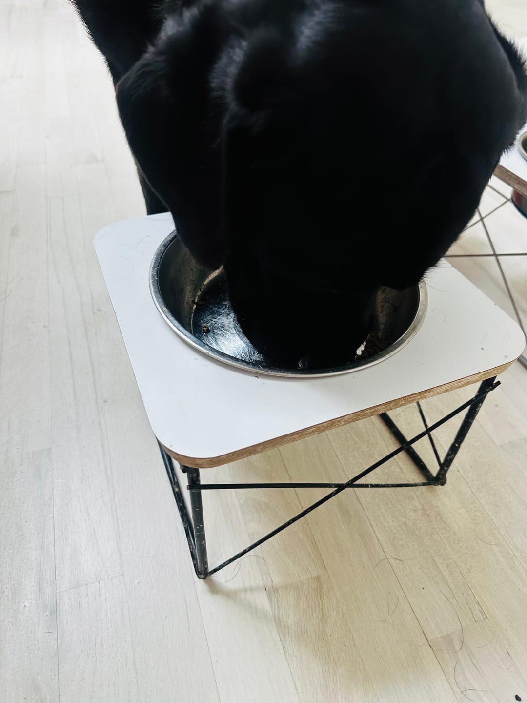 Customer photo review of Beef Recipe - Dog
