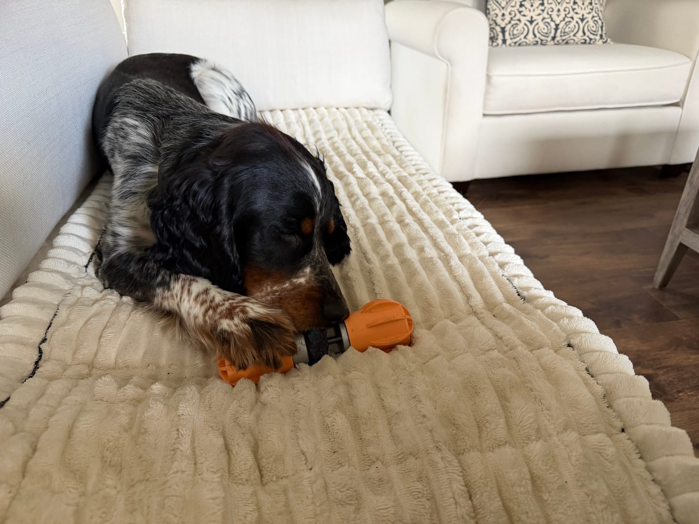 Customer photo review of Safe Dog Chew Holder