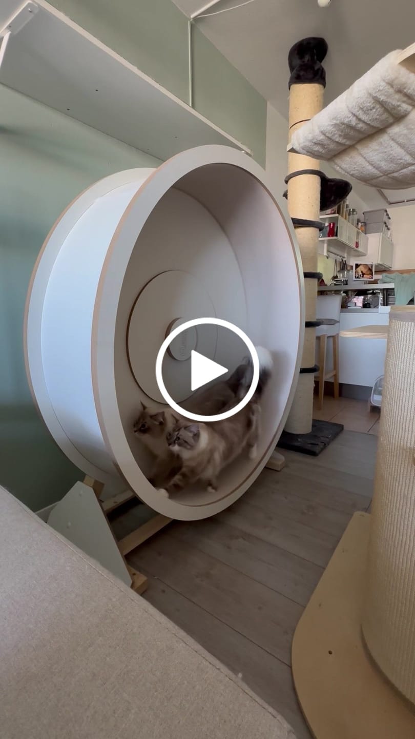 Customer video review of Sofort verfügbare Katzenlaufräder von ELMATO