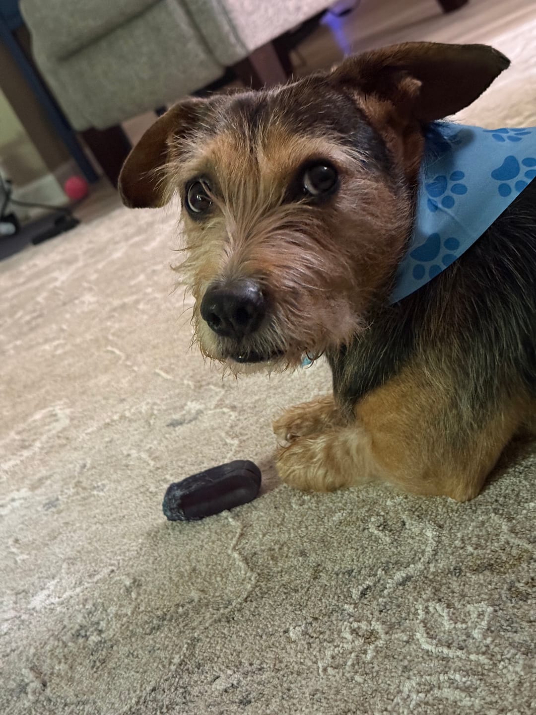 Customer photo review of Long-Lasting Yak Chews — 6 Flavor Pack