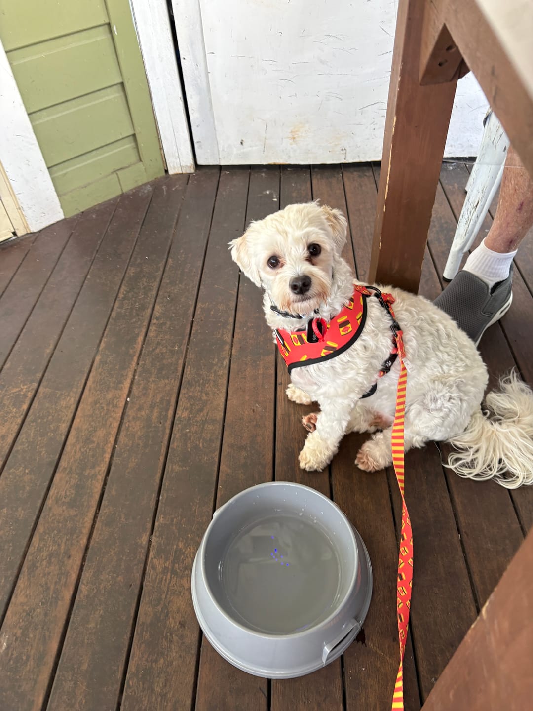 Customer photo review of LEASH - DOGEMITE