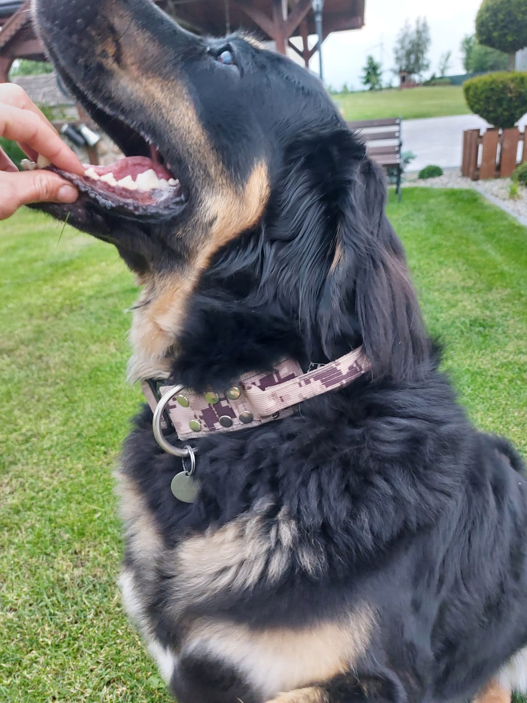 Customer photo review of Szeroka obroża z klamrą extreme - Extreme Buckle Camo Beige