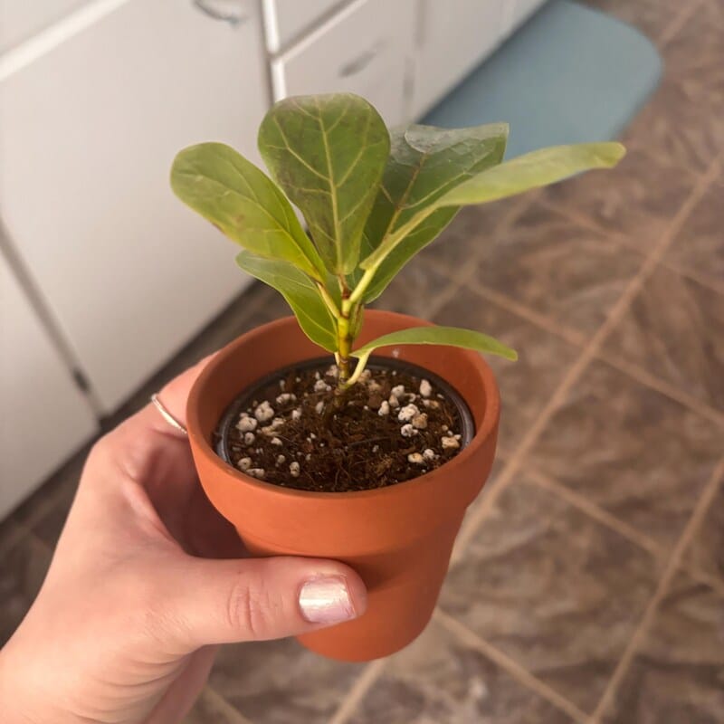 Customer photo review of Fiddle Leaf Fig Live Ficus Lyrata Tree in 2" Grow Pot ( Single Plant )