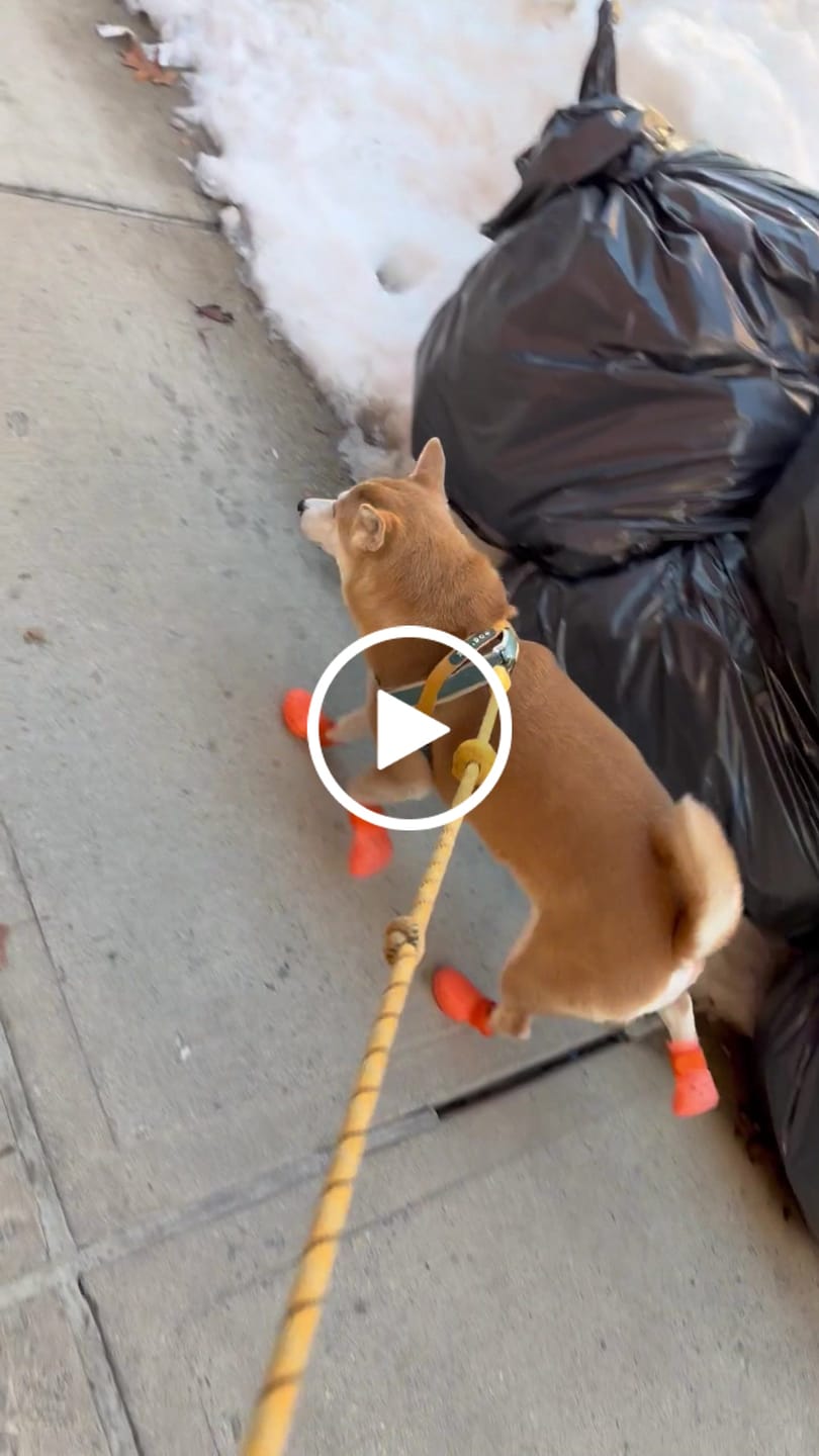 Customer video review of WagWellies® Mojave Neon Orange