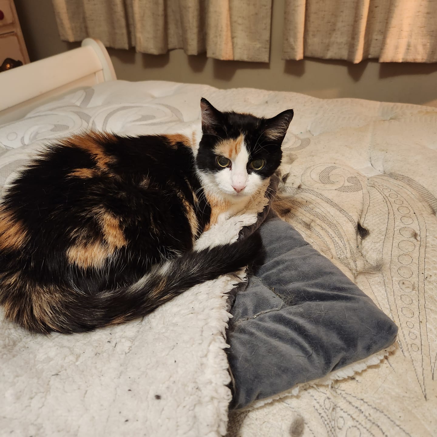 Customer photo review of Cat Dental Care & Bad Breath Remedy