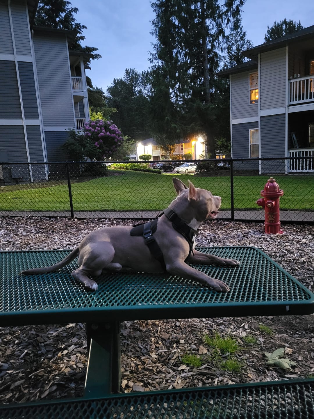 Customer photo review of No Pull Bully Proof Harness