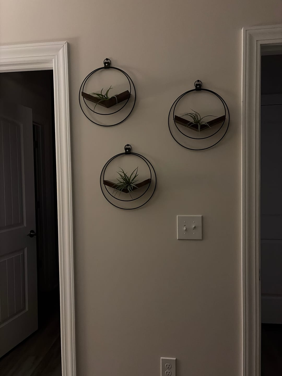 Customer photo review of Air Plant V-Hanger Trio