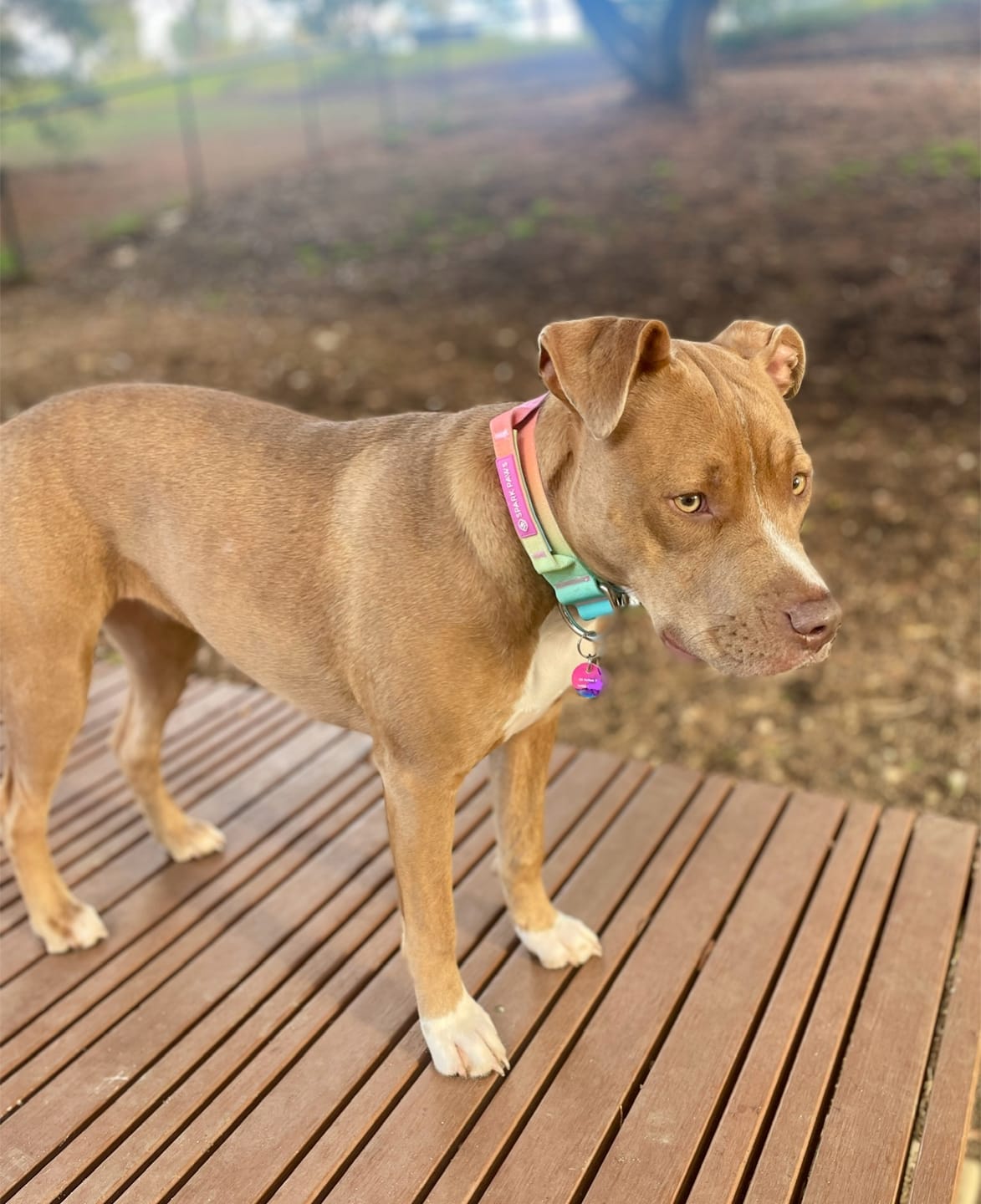 Customer photo review of Comfort Control Dog Collars