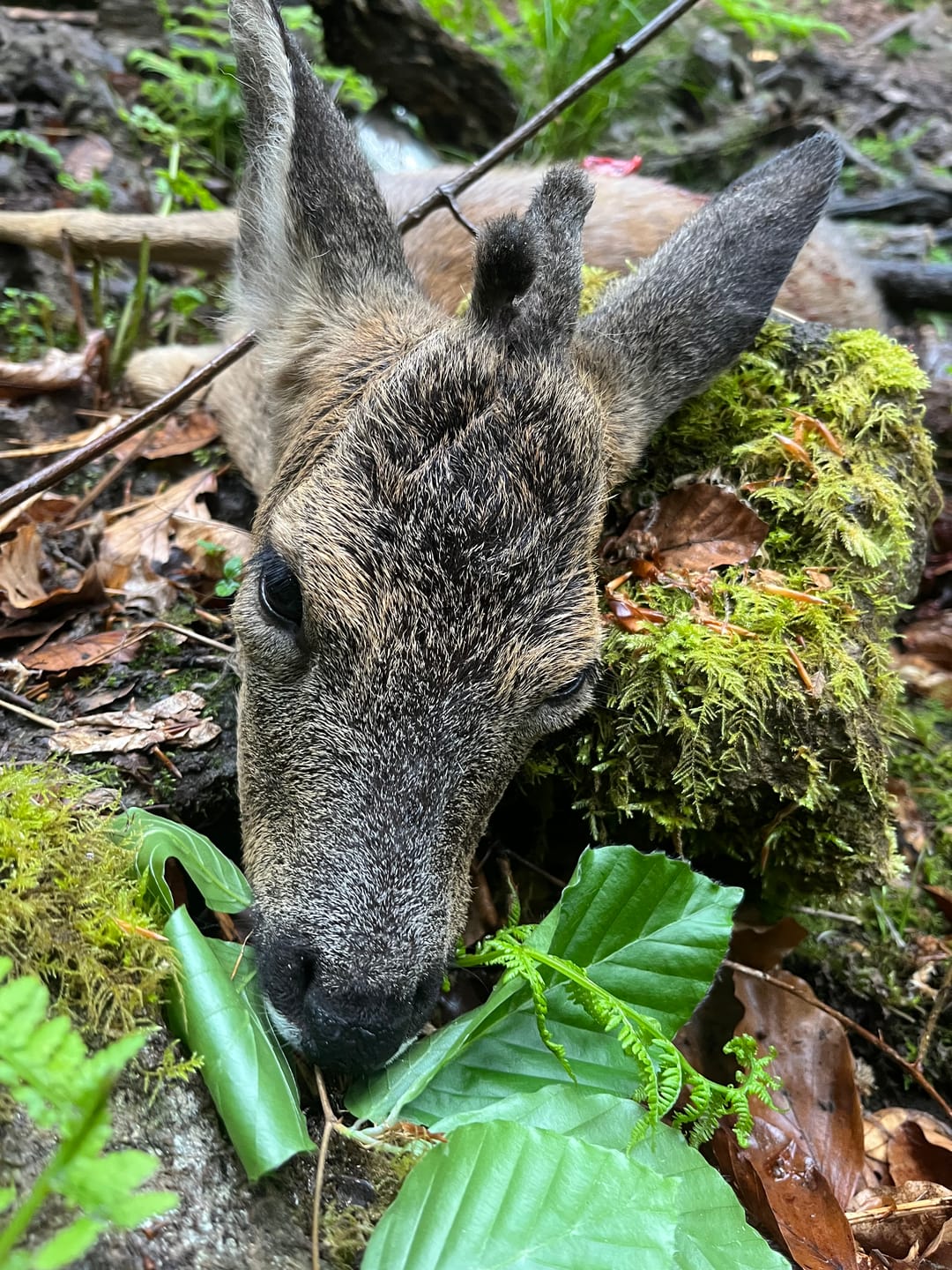 Customer photo review of Rausch - Lockmittel Schwarzwild, Rehwild, Rotwild und Damwild
