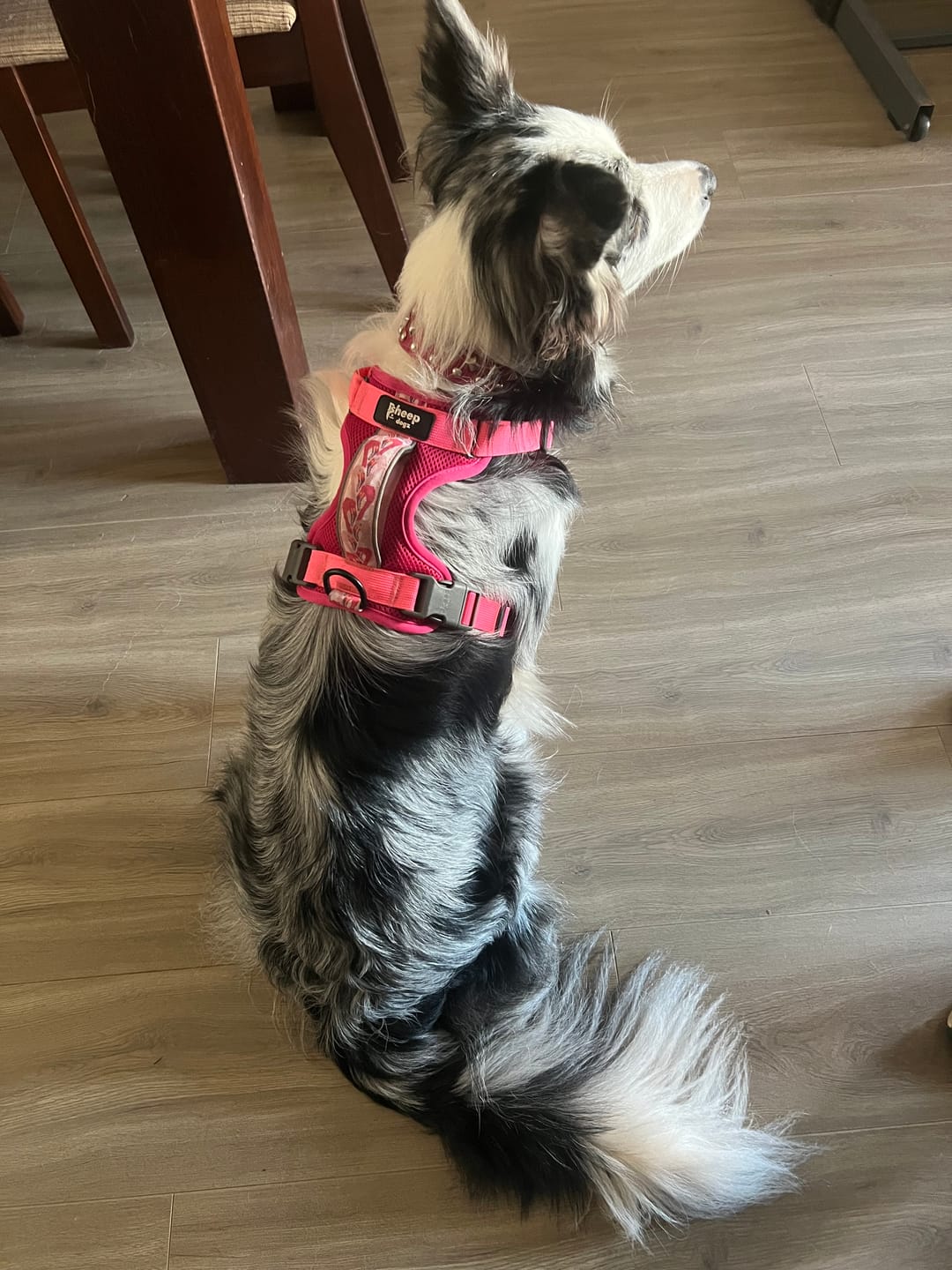 Customer photo review of 🐾 Dogpack Sheepdogz Flamenco🦩