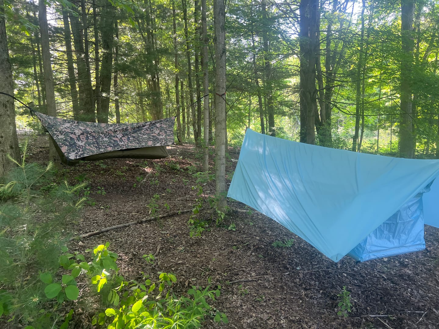 Customer photo review of Haven Safari