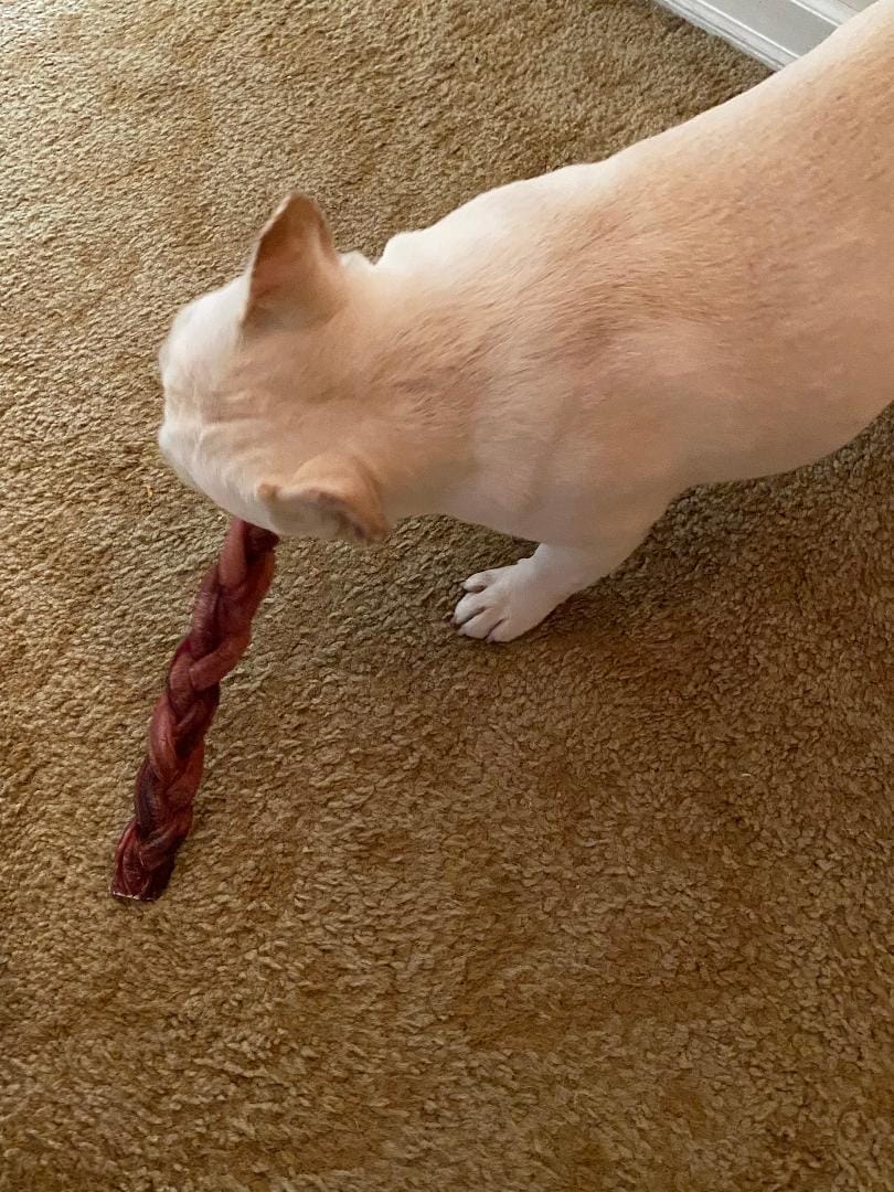 Customer photo review of 12 Inch Thick Braided Bully Stick