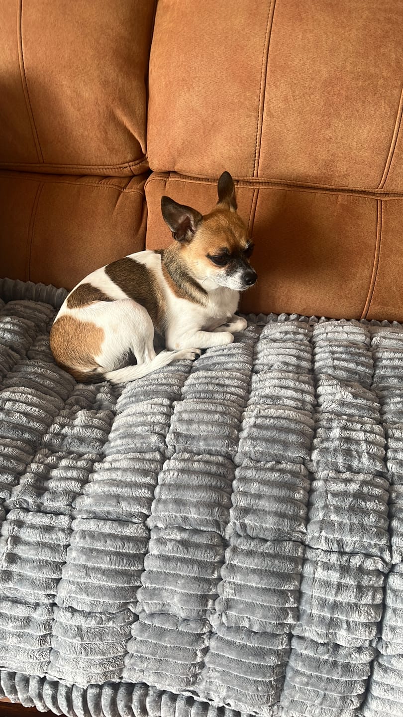 Customer photo review of Majestuoso · Protector Premium para Sofá