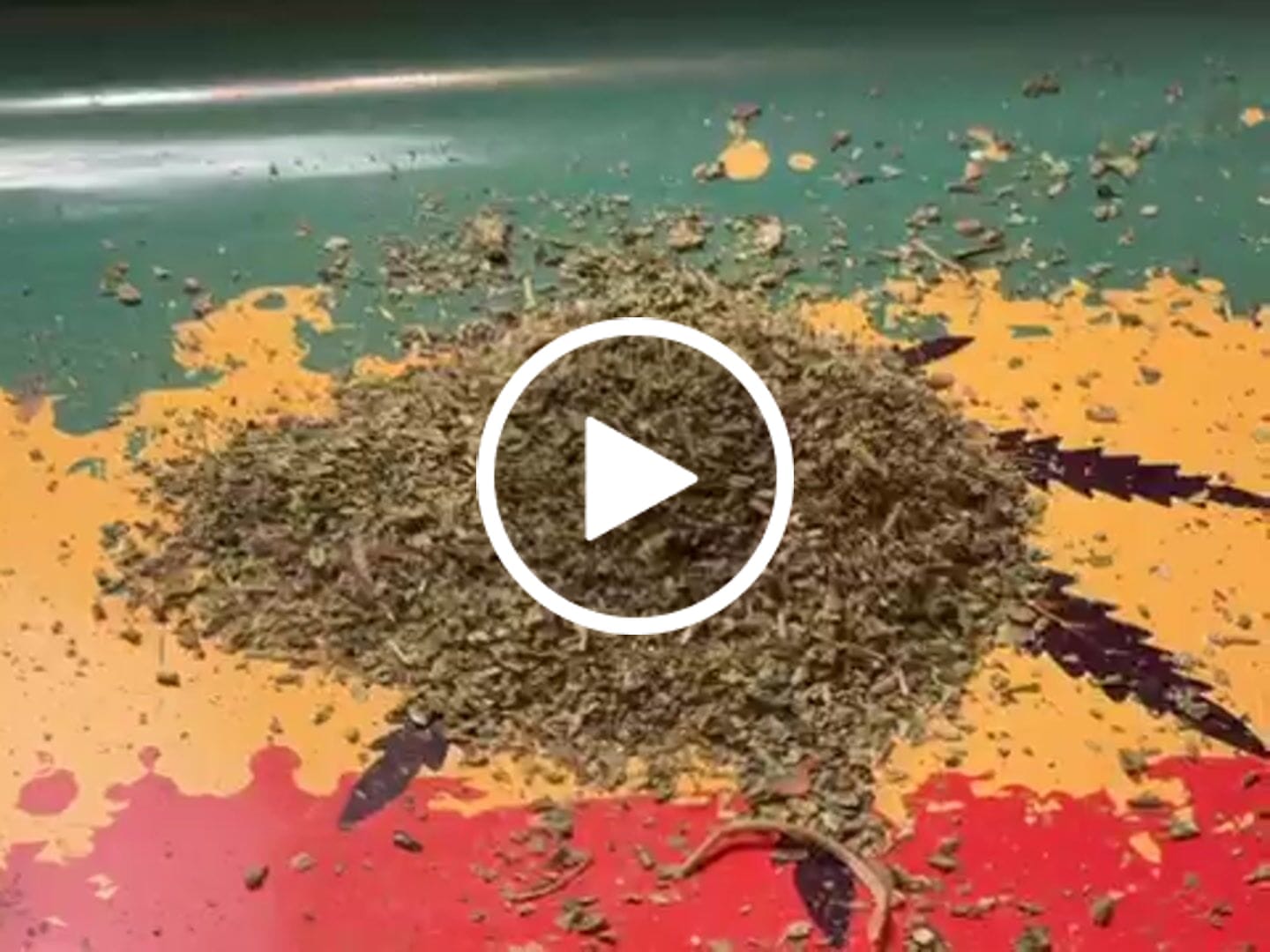 Customer video review of Gary Payton Shake