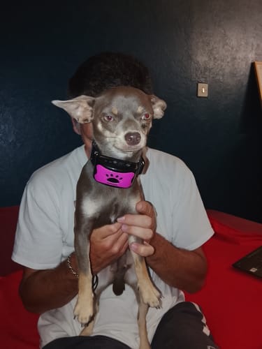 Un client tenant son petit chien gris qui porte le collier anti-aboiement PuppySafe rose.