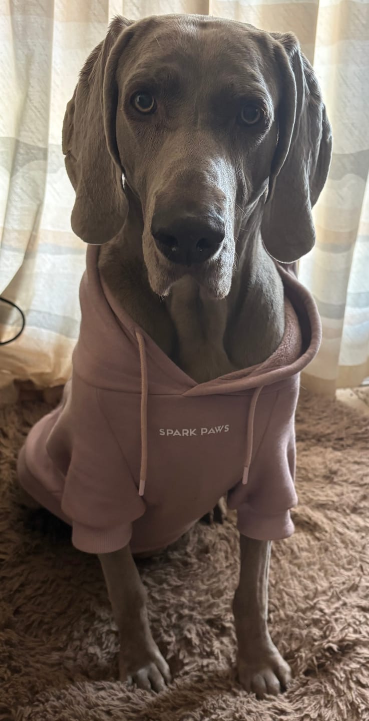 Customer photo review of Essential Dog Hoodie - Purple Taupe