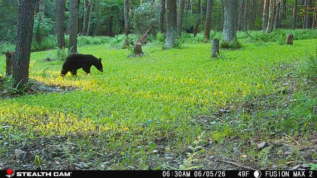 Customer photo review of Hot Chic™ Food Plot Seed