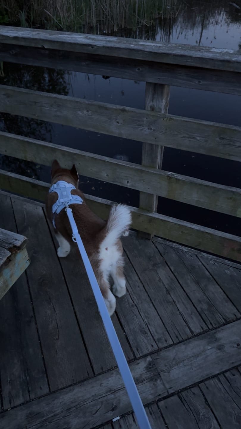 Customer photo review of Solace 6-IN-1 Hands Free Waterproof Leash