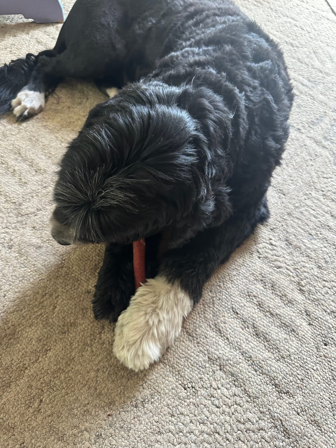Customer photo review of 6 Inch Thick Bully Stick