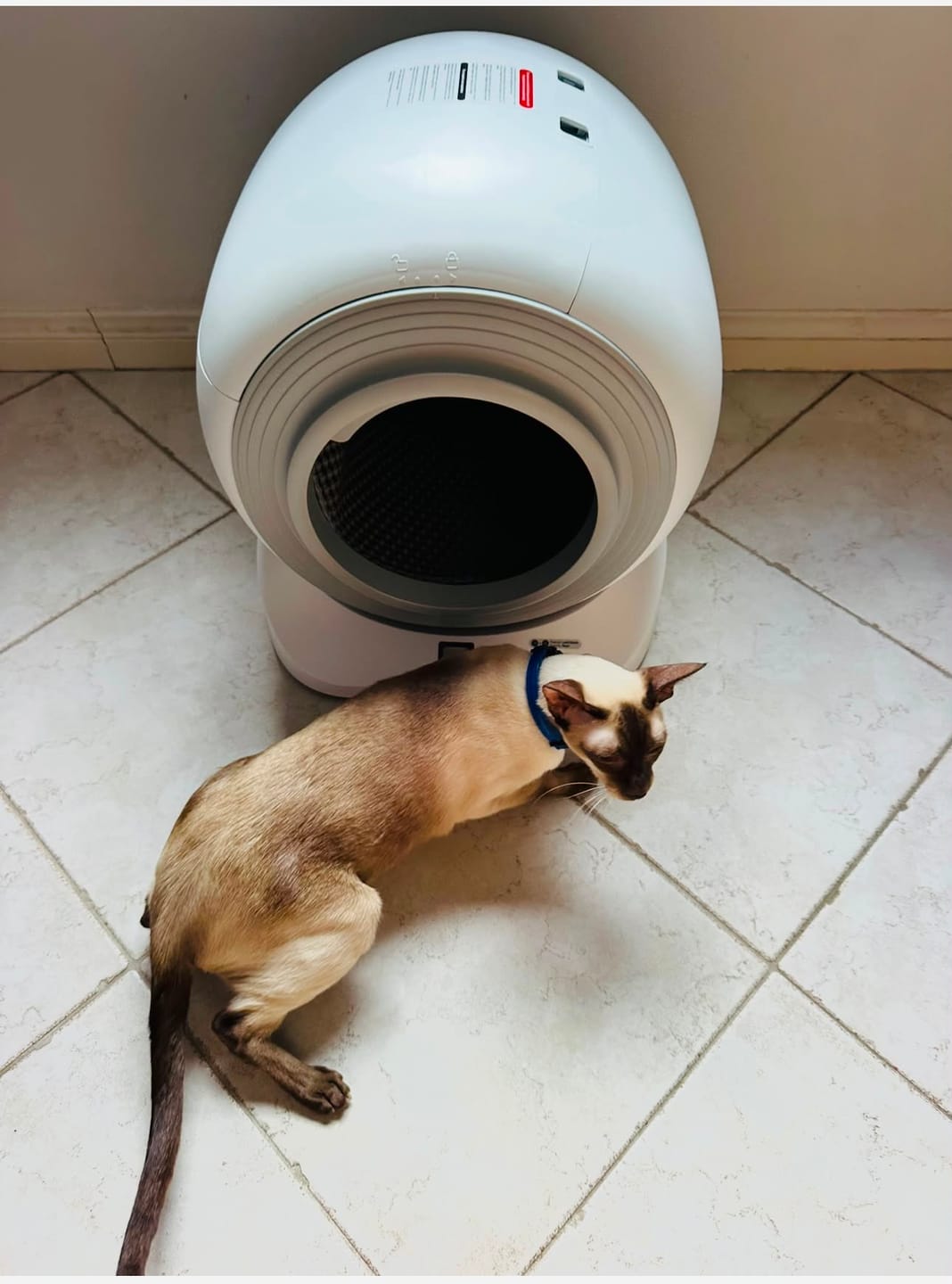 Customer photo review of The Petbuds Tonepie Q-CLEAN Automatic Self-Cleaning Litter Box